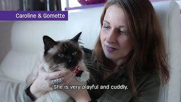 How FELIWAY CLASSIC helped Gomette to Stop Cat Scratching