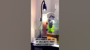 How to Hatch Brine Shrimp Eggs! #shrimp #aquarium #aquascape #fishtank #fish #plants #educational