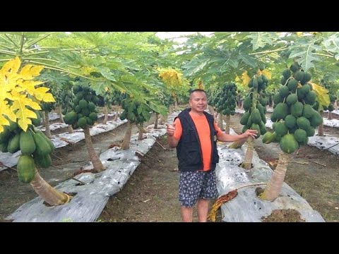 v96: Ilan ba ang Kikitain sa Papaya? How Much Profit and Cost in One Hectare | Magkano ang Bilihan?
