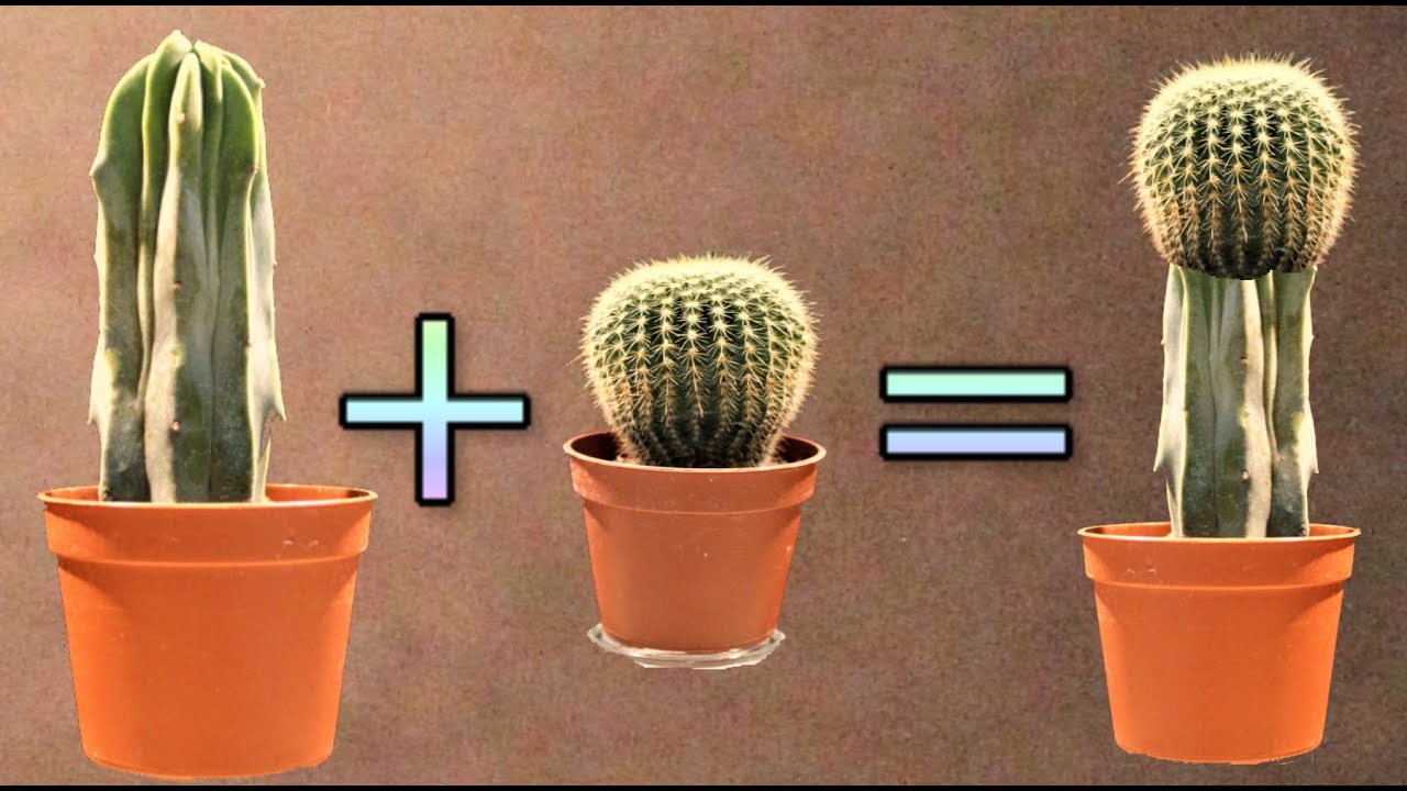 разрезать два суккулента и объединить их, результат вас удивит