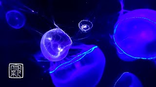 Meditationand SpaceshipMusic 24/7 with bioluminescentJellyfish. @ShinSawano