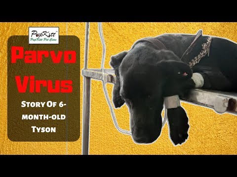 Видео: Дали Parvo & Distemper Shots се дават на младите кученца?