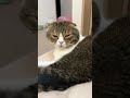 猫の寝癖がヤバすぎて爆笑したw #shorts