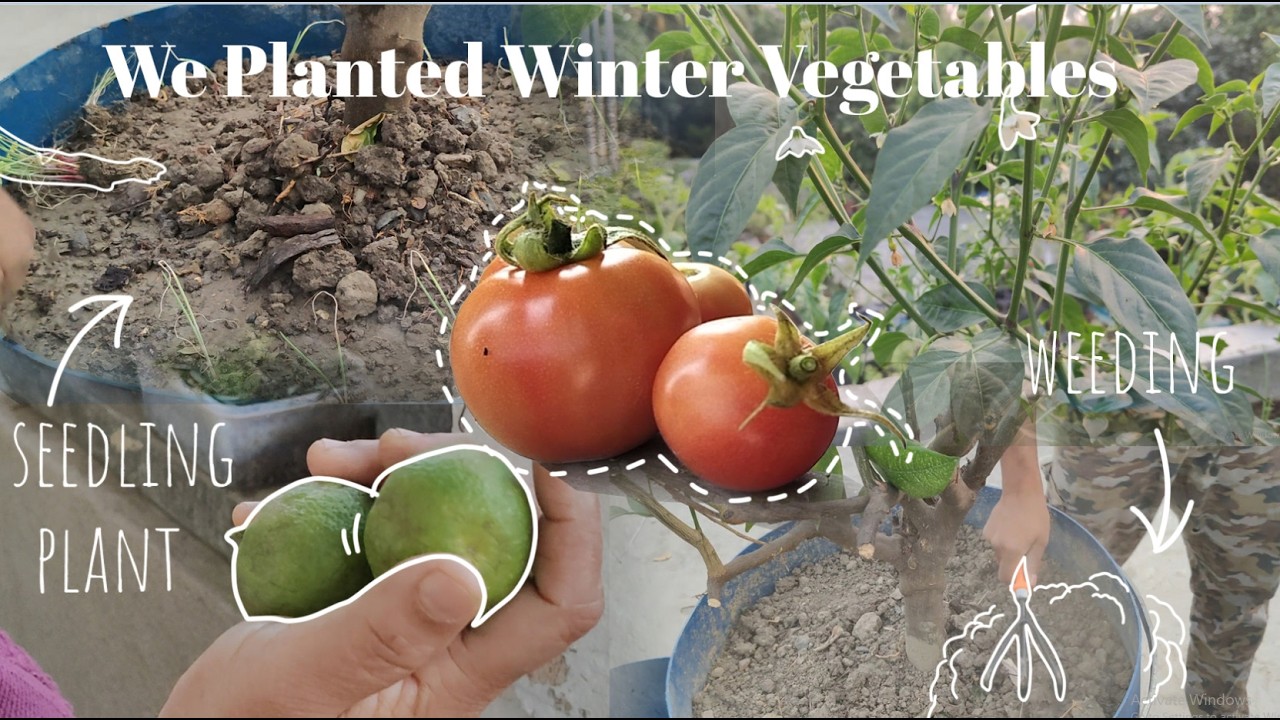 We planted and cultivated winter vegetables || November or  December