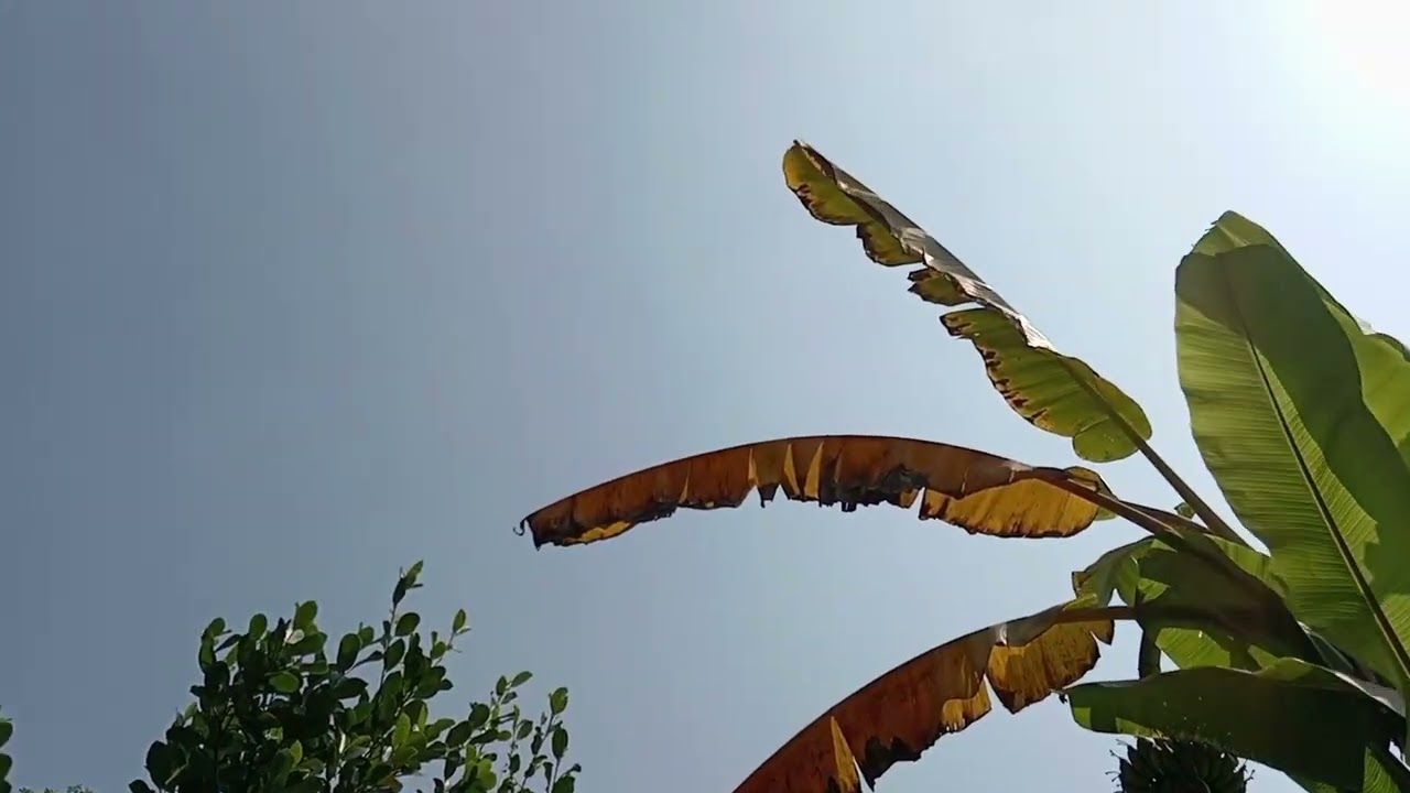 আজকে কলা গাছ থেকে কলা পারলাম আমি আর ইয়ারা BD Simple life reels video vlog