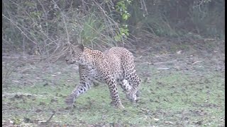 Leopard Hunting Birds In Wilpattu National Park Sri Lanka