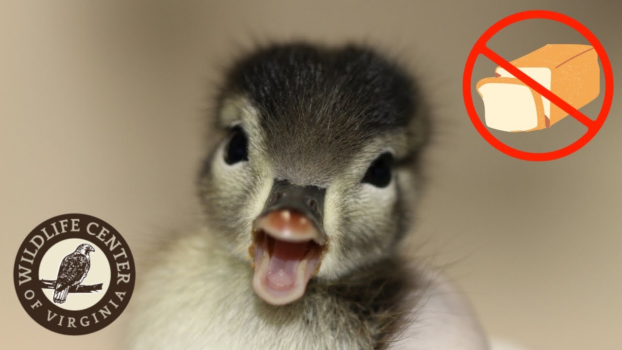 Is It Okay To Feed Wild Ducks YouTube Is It Okay To Feed Wild Ducks YouTube