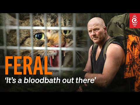 Utter Killing Machines Fiordland S Feral Cat Crisis RNZ