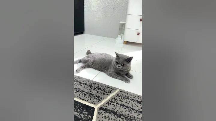 Video 11226831: britishshorthair cat cute funny