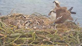 Osprey intruder 170619