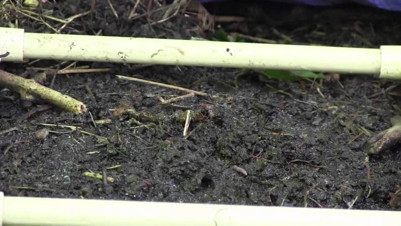 Mustard extraction YouTube