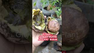 Ep.278 CARA TANAM ALPUKAT DARI BIJI @GayaHouseplant  #garden #plant #short #shorts