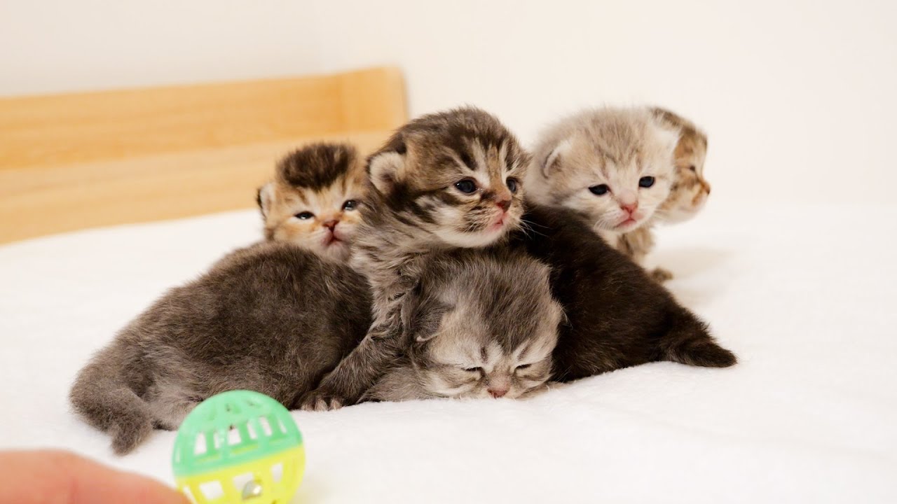 The kittens are a little scared of the toys they see for the first time