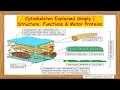 Cytoskeleton Explained Simply | Structure, Functions & Motor Proteins