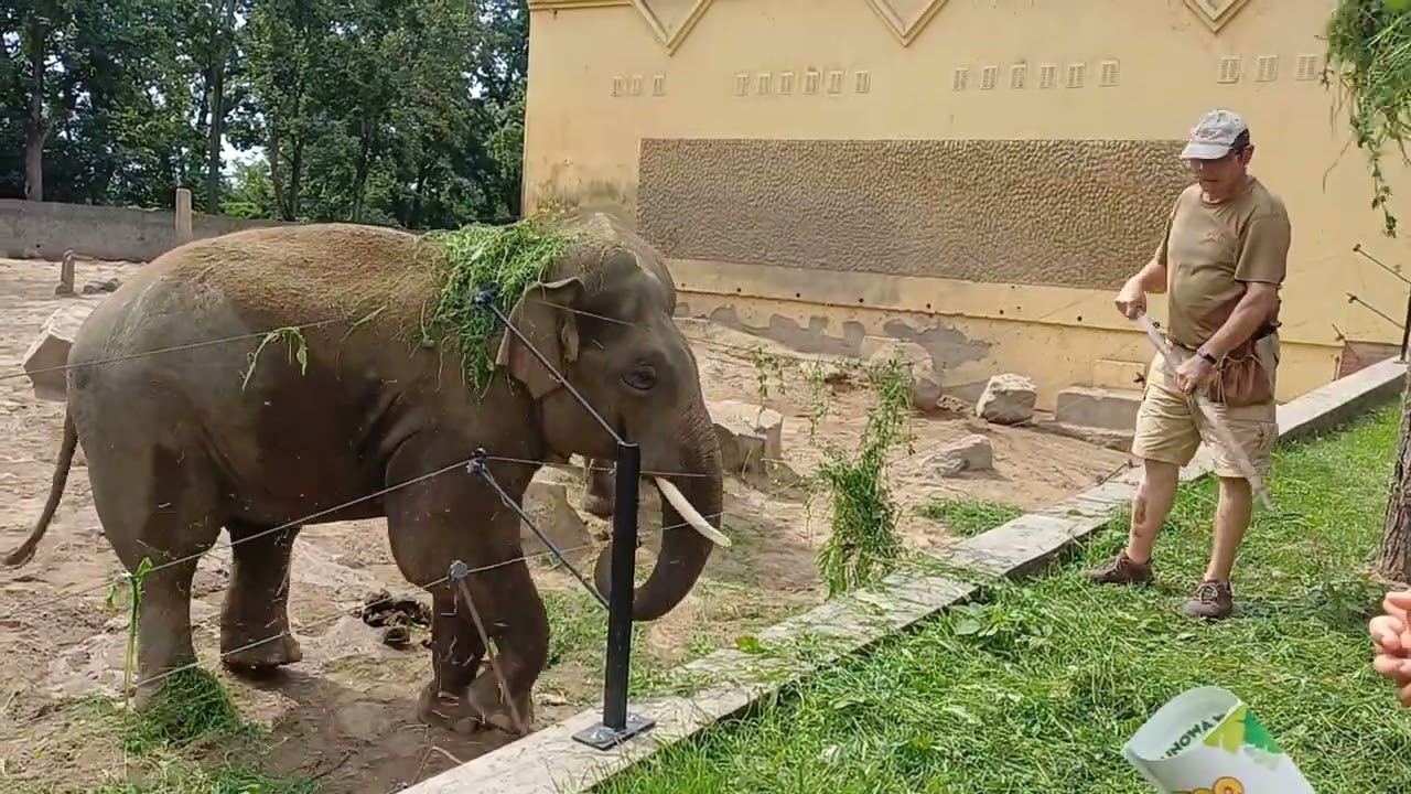 Karmienie słoni Zoo Płock 08.08.2025