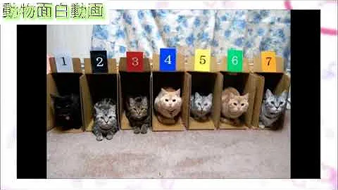 Download 笑える 猫 画像 Mp4 Mp3