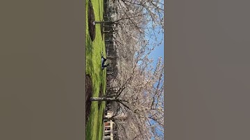 Spring in George Mason University! #georgemasonuniversity #masonnation#gmu #nature #cherryblossom