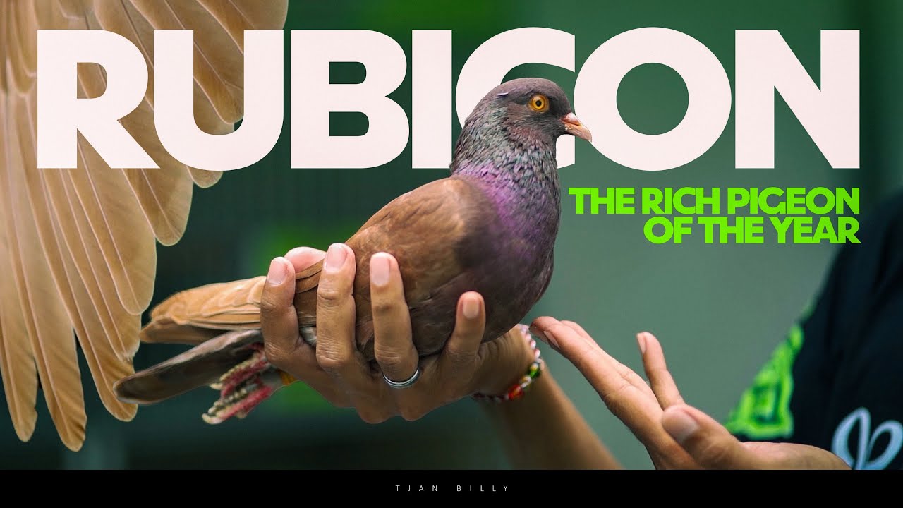 GREBEK KANDANG MERPATI RUBICON MUTIARA SABILA TEGAL