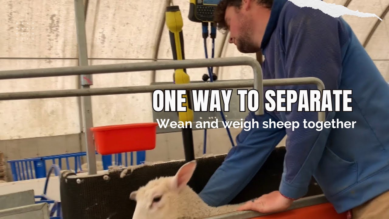 Busy Morning Handling March Lambs Inside the Coveralls