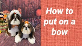 Put a bow in your dogs hair.