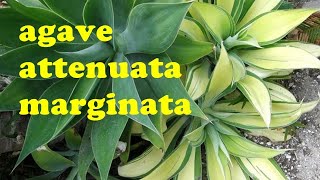 The Plant Traveller Shares Agave Attenuata Marginata