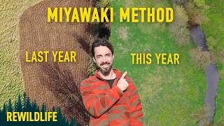 My Miyawaki Forest: What Happened Next