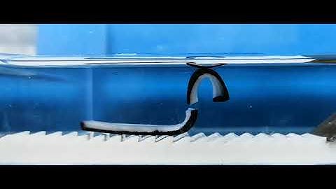 The Dynamic Mortise-and-Tenon Interlock Assists Hydrated Soft Robots Movie 2