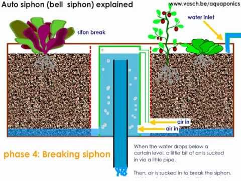 Aquaponics Auto Siphon or Bell Siphon - YouTube