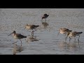 深圳灣觀鳥日記18（2021 02 14）Birding at Shenzhen Bay 18