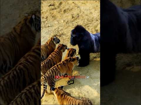 النمور ضد الغوريلا تلتقي في البرية
