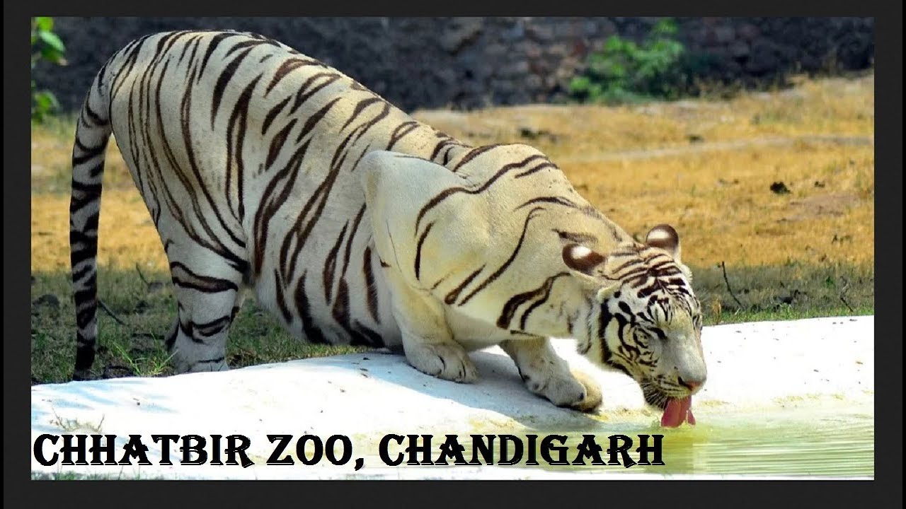 chhatbir zoo jungle safari