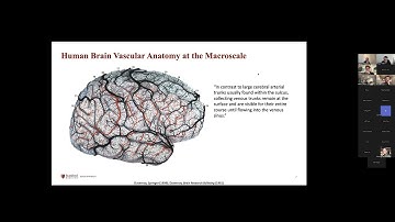 Saskia Bollman Towards Quantitative Analysis of Vascular Characteristics in the Human Brain