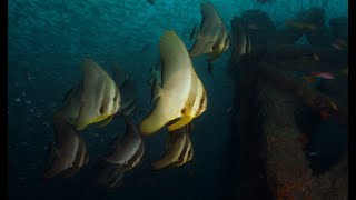 T-Barge Wreck, Durban - 4K Scuba Diving - 07/10/2023