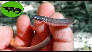 Derp Snake