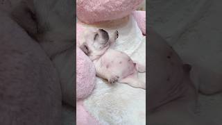 Baby #pets #petsfofinhos #live #mascotas #funny #viralshort #perros #perritos #dog #doglove