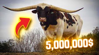 Man Brings Bull To Auction – Auctioneer Calls the Police When He Sees Him by Zoo Land 1,037 views 1 month ago 9 minutes, 48 seconds