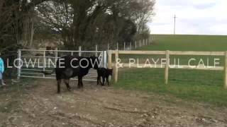 Wessex Lowlines - Lowline cow & calf