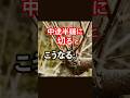 丁寧に切らないとこうなる。#柿の剪定