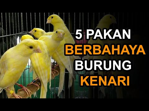 Video: Pai Kenari-oatmeal Dengan Buah Beri