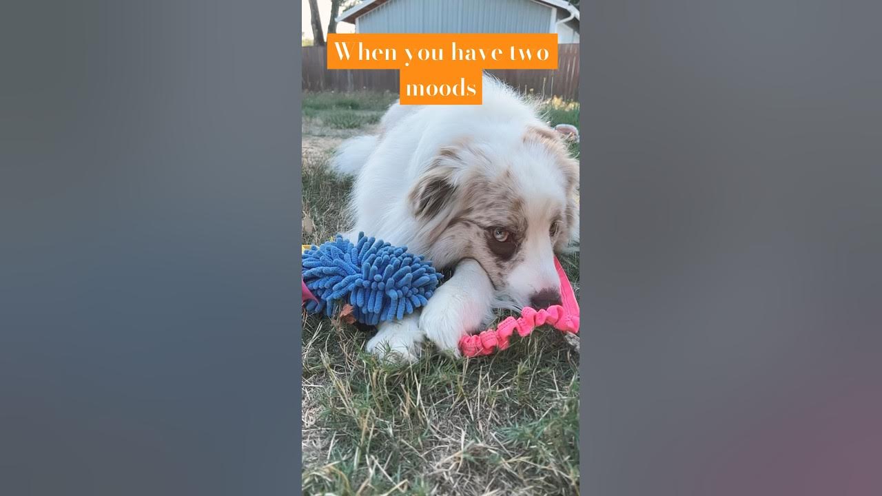Doggy with two moods😅🐶 #dog #shortsfeed #fyp#trending - YouTube