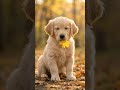 Golden retriever puppy chased an autumn leaf and brought it to mom #goldenretriever #puppy #cute