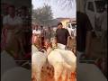 Meerut Mandi #azharvlogs #goat #youtubeshorts #trendingshorts #animals #animalovers #bakramandi