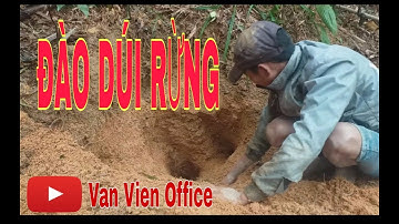 ĐÀO DÚI RỪNG và cái kết