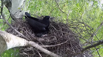 Грачи 160506 1к гнездо в Колонии, Тырново 2
