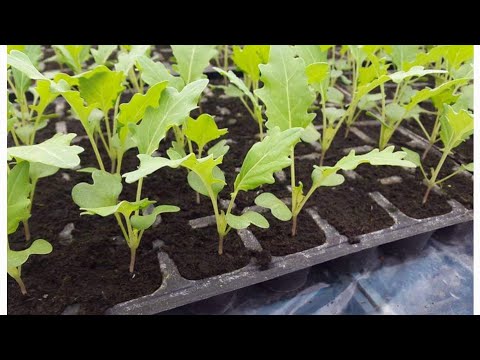 Videó: Tanulja meg, hogyan kell karalábé termeszteni a kertben