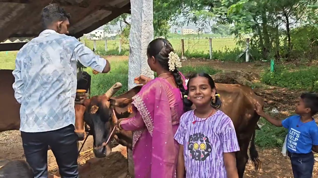 *கோவில்பட்டி பகுதியில்  கால்நடைகளுக்கு நன்றி சொல்லும் விதமாகவும் மாட்டுப் பொங்கல் திருவிழா 