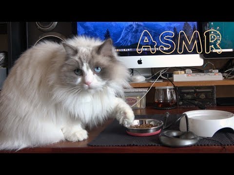 【ASMR Cat】カリカリ・カリカリ♪ドライフードを食べるモフモフのラグドール猫［Ragdoll Cat Ruu #454a］Fluffy Cat Eating Dry Food♪