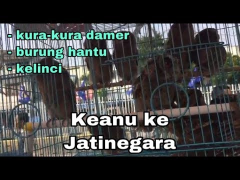 Download Keanu beli kura2 damer, burung hantu, kelinci ke Jatinegara Part.2