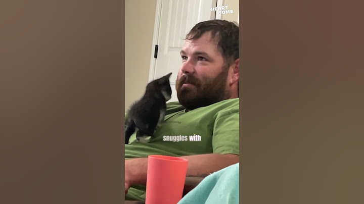 Kitten's Love Mission: Winning Over a Non Cat Person || Heartsome 💖
