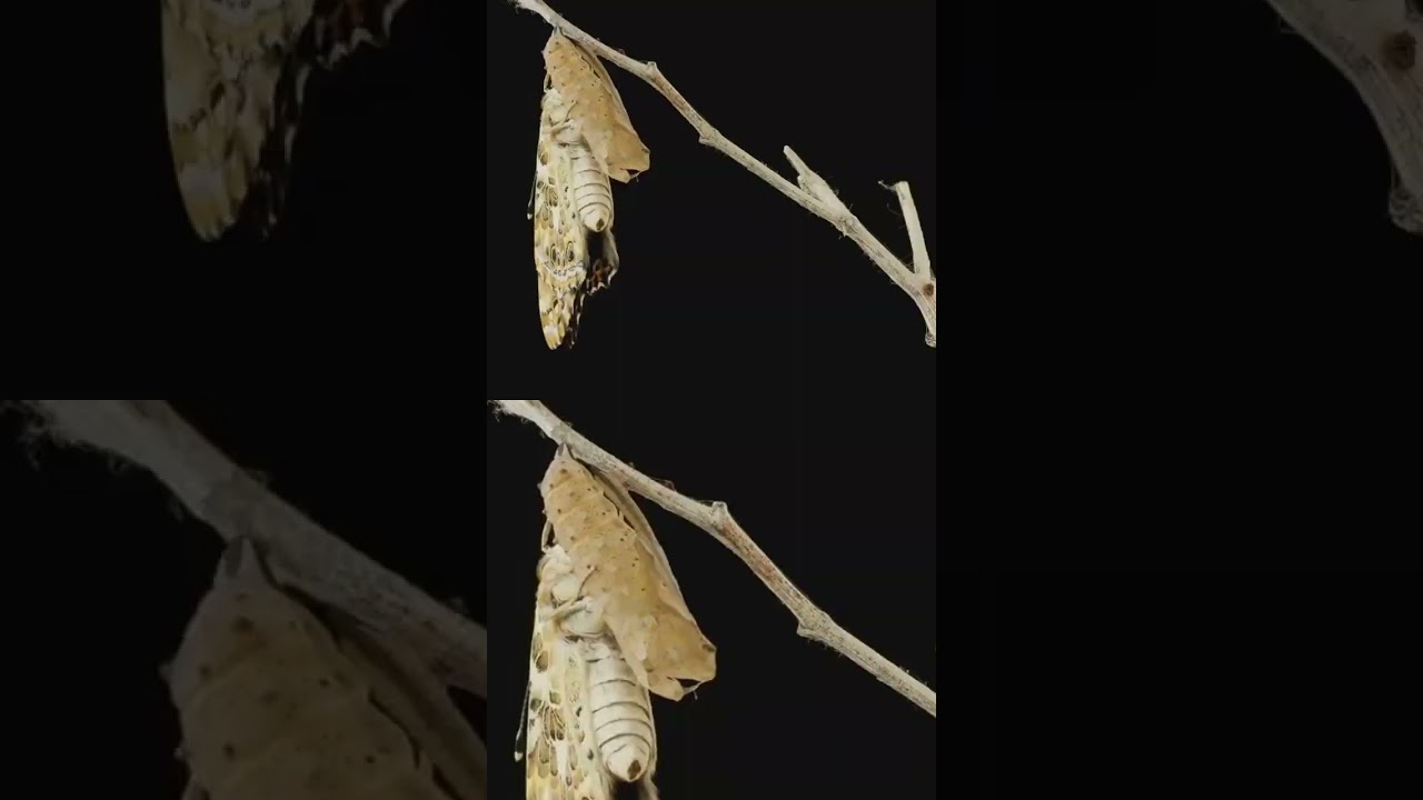 Evolving Souls: A Journey to Higher Existence 